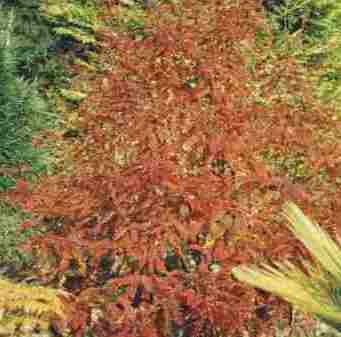 Crocosmia